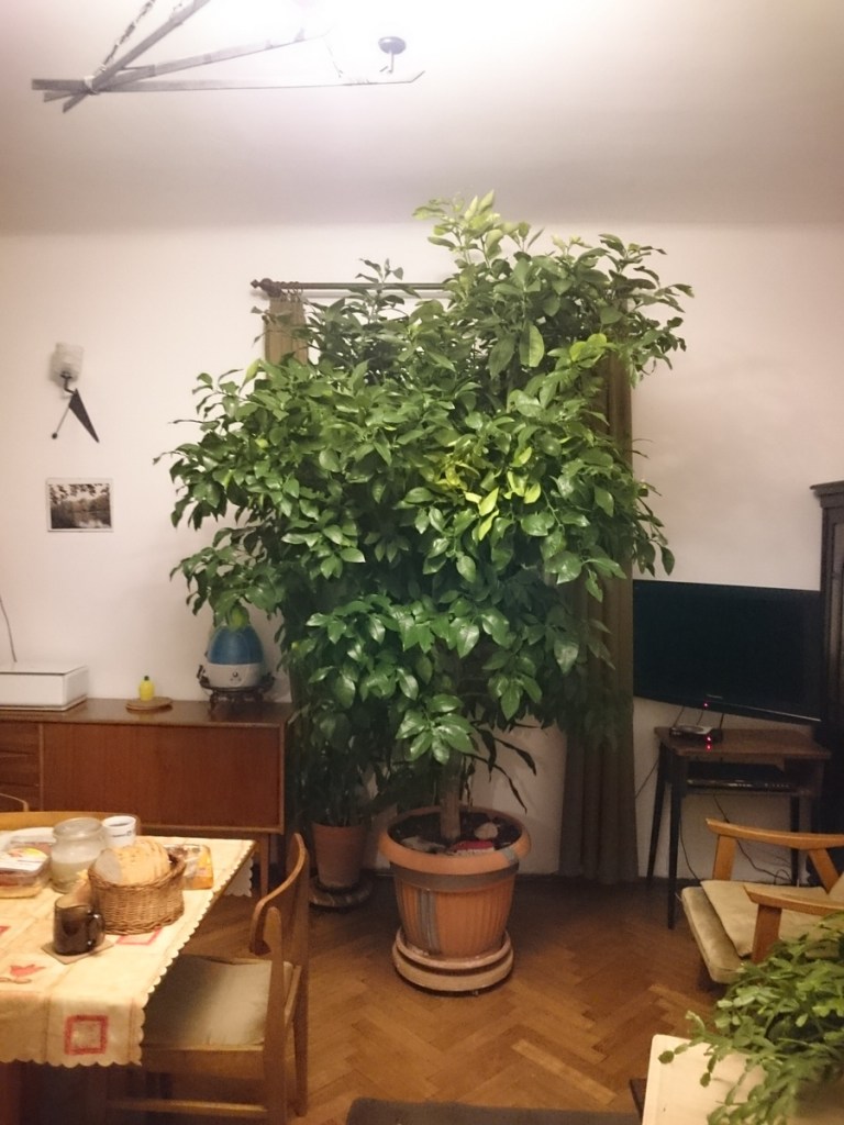 20171029_201536_DSC_0162